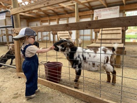 Mobile Petting Zoo, Farm With Animals, Farm Day, Mini Cows, Farm Kids, Pony Rides, Petting Zoo, Farm Tour, Mini Farm