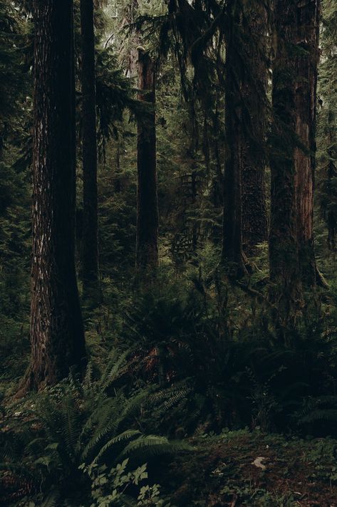 Pnw Gothic, Forest Pics, Beauty Fotografie, The Woods, Green Academia, Dark Naturalism, Dark Forest Aesthetic, Wild Photography, Cottagecore Art