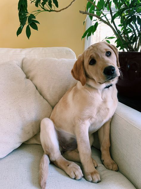 English Yellow Lab, Yellow Labs Dogs, Yellow Lab Aesthetic, Lab Puppies Yellow, Plants Reference, English Lab Puppies, White Lab Puppies, Baby Labrador, Yellow Labrador Puppy