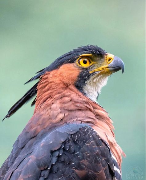 Regard Animal, Hawk Eagle, Wild Animals Pictures, Animal Study, Bird Of Prey, Pretty Animals, Animal Sketches, Pretty Birds, Bird Photography