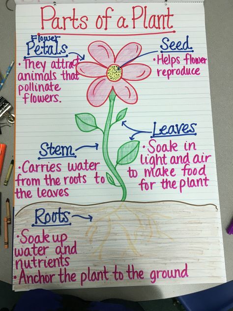 Teaching plant life cycle? Check out these creative and easy ways to teach your students about growing a seed in the classroom. Plants Life Cycle Activities, Chart Sheet, Teaching Plants, Plant Lessons, Science Anchor Charts, Life Cycles Activities, Plants Unit, 3rd Grade Science, Plant Activities