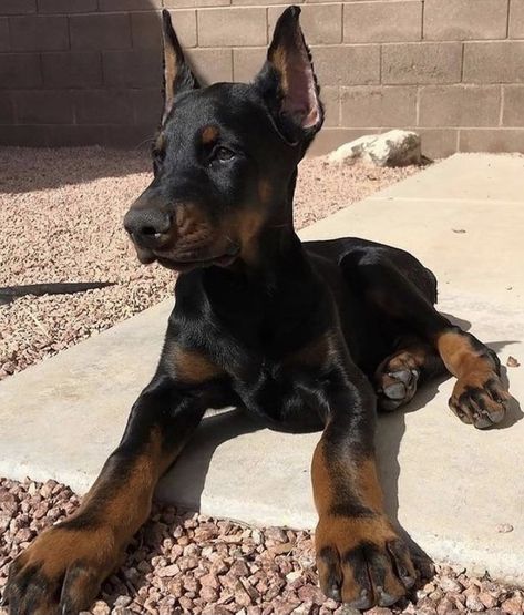 Best Female Dog Names, Perro Doberman Pinscher, European Doberman, Doberman Puppies, Doberman Pinscher Puppy, Female Dog Names, Dog Mommy, Doberman Pinscher Dog, Pinscher Dog