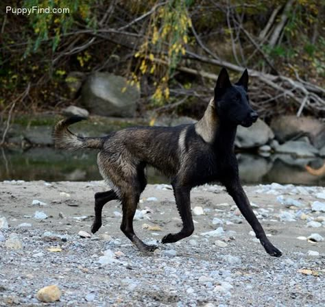 Belgium Malinois, Wolf Poses, Belgian Malinois Dog, Dog Anatomy, Malinois Dog, Scary Dogs, Dog Poses, Canine Art, Pretty Dogs