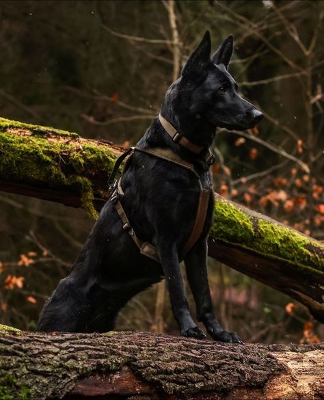 Cr: nonstopdogwear Black Malinois Dog, Black Gsd Puppy, K9 Aesthetic, Working German Shepherd, Black German Shepherd Aesthetic, Black Malinois, Black Belgian Malinois, All Black Dog, German Shepherd Aesthetic