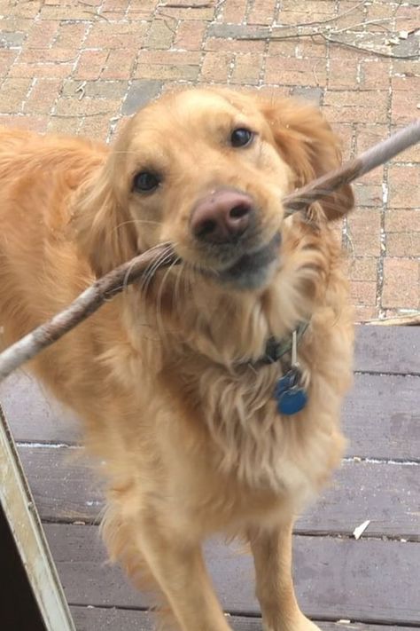 Cool Golden Retriever, Long Haired Golden Retriever, Cute Dogs Golden Retrievers, Two Golden Retrievers, Dog With Stick, Golden Retriever Therian, Derpy Golden Retriever, Golden Retriever Reaction Pic, Funny Golden Retrievers