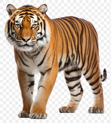 Tiger Pic, References Animals, Tiger Standing, Indian Tiger, Tiger Png, Peacock Feather Art, Tiger Walking, Tiger Images, Tiger Pictures