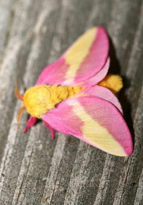 Fluffy Moths, Cute Moths, Pretty Bugs, Maple Moth, Pink Moth, Rosy Maple Moth, Moth Species, Colorful Moths, Cute Moth