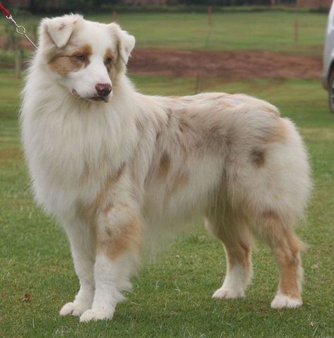 Red Merle Australian Shepherd Dog Fur Patterns, Shepard Dogs Australian, White Australian Shepherd, Red Merle Australian Shepherd, Merle Australian Shepherd, Aussie Shepherd, Dog German, Aussie Puppies, Australian Shepherd Puppies