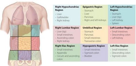 9 abdominal regions Diagram | Quizlet Abdominal Regions, Uni Notes, Medical Terminology Study, High School Bulletin Boards, Anatomy Notes, Start Studying, Basic Anatomy, Medical Notes, Medical School Life