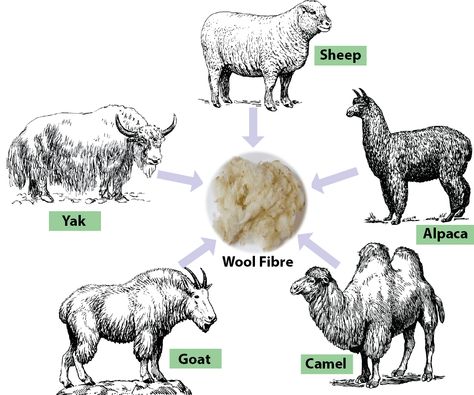 Wool Fibre | Manufacturing Process of Wool Fibre | Part 02