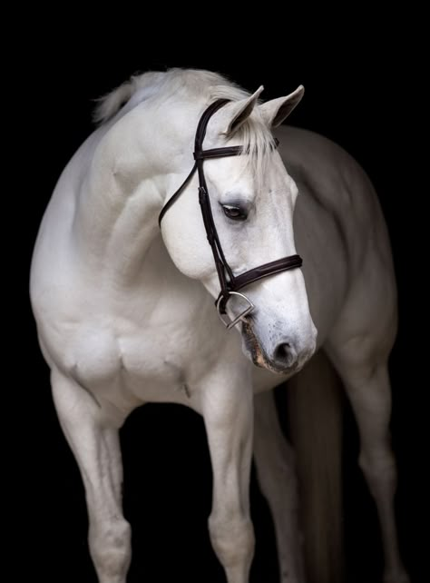 Black Background || Classic Equine Portraits - ES Equine Photography || Evelyn Szczepanek Horse Black Background, Photoshoot With Horses, White Horse Photography, Beautiful White Horse, Horse Shoot, Horse Background, Gray Horse, Background Classic, Classic Equine