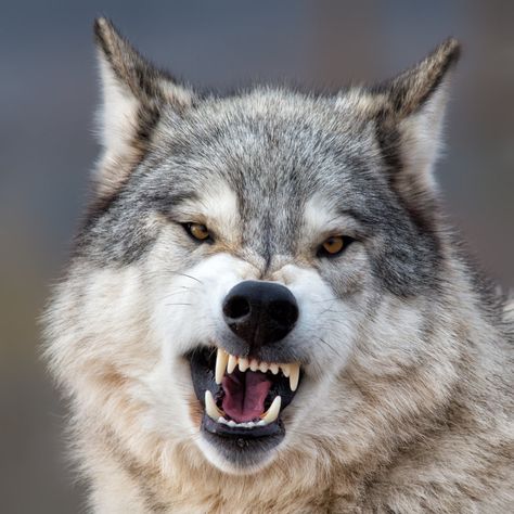 Opinion | 2019: The Year of the Wolves - The New York Times Wolf Reference, Snarling Wolf, Angry Wolf, Wolf Photography, Wolf Face, Wolf Tattoo Design, Wolf Photos, Wolf Spirit Animal, Wolf Wallpaper