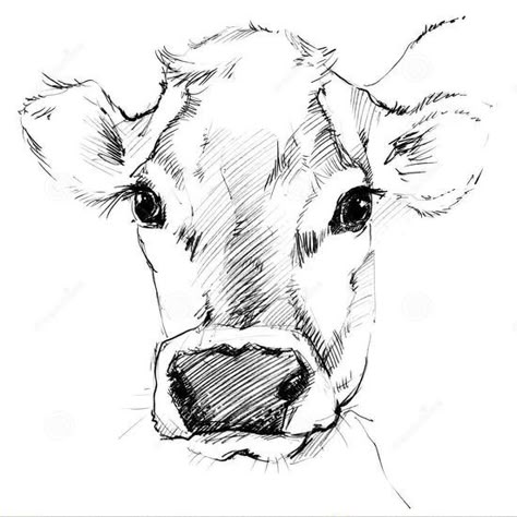 Cow Drawing Easy, Cow Sketch, Farm Animal Paintings, Cow Paintings, Cow Illustration, Cow Drawing, Cow Face, Cow Pictures, Cowgirl Art