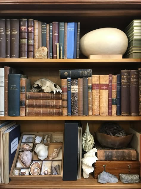 Natural History Interior Design, Archaeology Aesthetic Room, Cabinet Of Curiosity Aesthetic, Natural History Decor, Naturalist Interior Design, Archeology Aesthetic Room, Cabinet Of Curiosities Aesthetic, Dark Academia Bookshelf, Science Bedroom