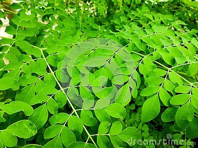 moringa-leaves-excellent-source-many-vitamins-minerals Moringa Tree, Miracle Tree, Health Equipment, Moringa Leaves, Food Is Medicine, Medical Research, Traditional Medicine, Vitamins And Minerals, Healthcare Professionals