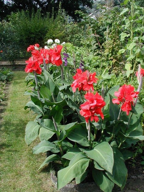 Canna Lily Care, Cana Lily, Canna Lillies, Canna Bulbs, Canna Lilies, Lily Care, Lily Seeds, Canna Lily, Lily Plants