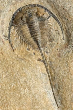 Fossil Art, Horseshoe Crab, Fossil Hunting, Fossil Bones, Rocks And Fossils, Trilobite Fossil, Ancient Animals, Extinct Animals, Dinosaur Fossils