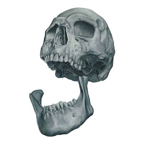 Bone Sketch, Skull Jaw, Mouth References, Final Flash, Flash Tattoo Ideas, Human Anatomy For Artists, Alpha Designs, Portfolio Reference, Skull Reference