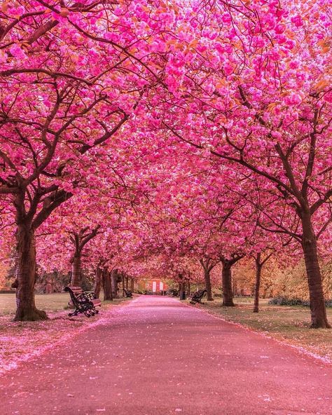 Beautiful​ Cherry Blossom at Greenwich Park London Greenwich Park, Earth Pictures, Image Nature, London Photographer, Colorful Trees, Cherry Blossom Tree, Blossom Trees, Beautiful Nature Wallpaper, Garden Trees