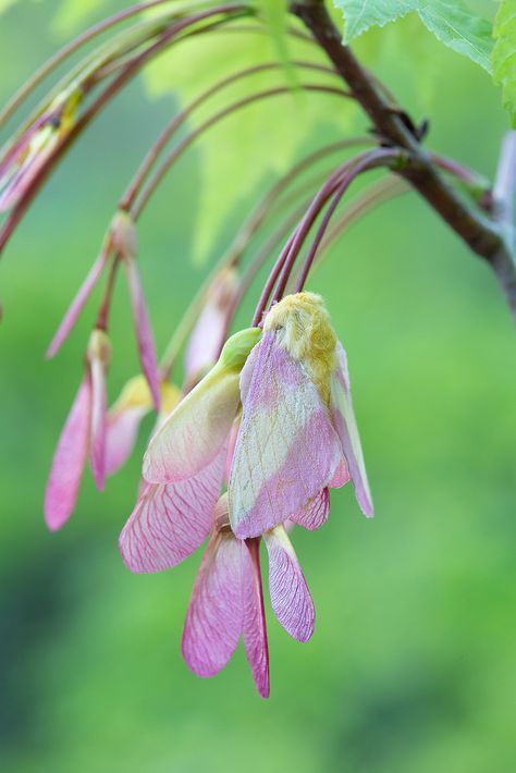 Rosy Maple Moth on Red Oak Seeds Rosy Maple Moth Aesthetic, Moth Cute, Nova Aesthetic, Insect Reference, Maple Moth, Florida Trees, Moth Drawing, Rosy Maple Moth, Luna Moths