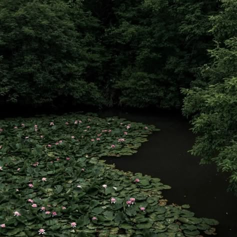 Dark Gloomy Weather, Werewolf X Vampire, Green Academia Aesthetic, Chloe Core, Pretty Scenery, Dark Forest Aesthetic, Halloween Wallpaper Iphone Backgrounds, Forest Aesthetic, Somewhere Only We Know