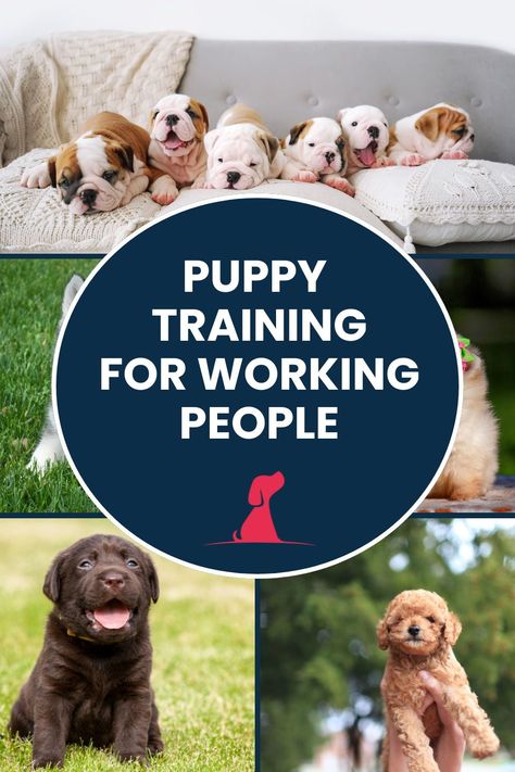 Learn how to crate train your puppy while you're at work. These tips make it easier to balance your job and puppy training. Create a well-adjusted and happy pup even with a busy schedule!