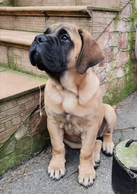 English Mastiff Aesthetic, Bull Mastiff Dogs, Bull Mastiff Puppies, English Mastiff Dog, Spanish Mastiff, Mastiff Puppy, Cane Corso Mastiff, Cute Doggos, Mastiff Puppies