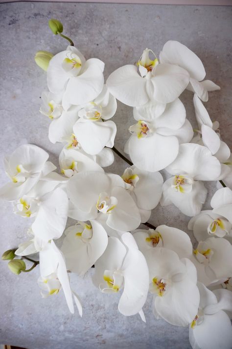 White phalaenopsis White Orchid Aesthetic, White Phalaenopsis Orchid, Orchid Photography, Tables Wedding, Neutral Wedding Flowers, Parrot Tulips, North Devon, Phalaenopsis Orchid, Burgundy Flowers