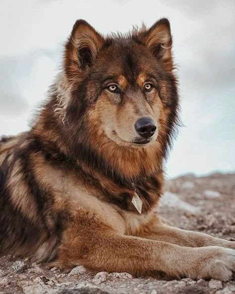 Wolf Puppy, Wolf Dogs, Top Of The Mountain, Wolf Photos, Pretty Dogs, Pretty Animals, Wolf Dog, Cute Wild Animals, Cute Animal Photos