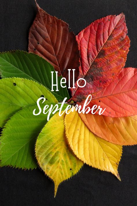 Hello September Quotes, Hello Fall Quotes, Hello September Images, September Images, New Month Wishes, September Quotes, Free Fall Wallpaper, Neuer Monat, New Month Quotes