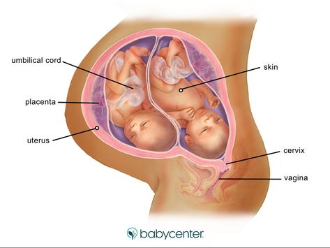 Twins In The Womb, Last Week Of Pregnancy, Prenatal Development, Twin Boy And Girl, All Body Systems, 24 Weeks Pregnant, 5 Month Baby, 28 Weeks Pregnant, Baby Name Generator