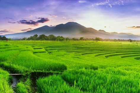 Morning view of green rice fields | Premium Photo #Freepik #photo #rice-field #paddy-field #countryside #rural Youtube Png, Rice Farming, Farming Technology, Field Wallpaper, Green Rice, Green Farm, Agricultural Land, Green Field, Rice Fields