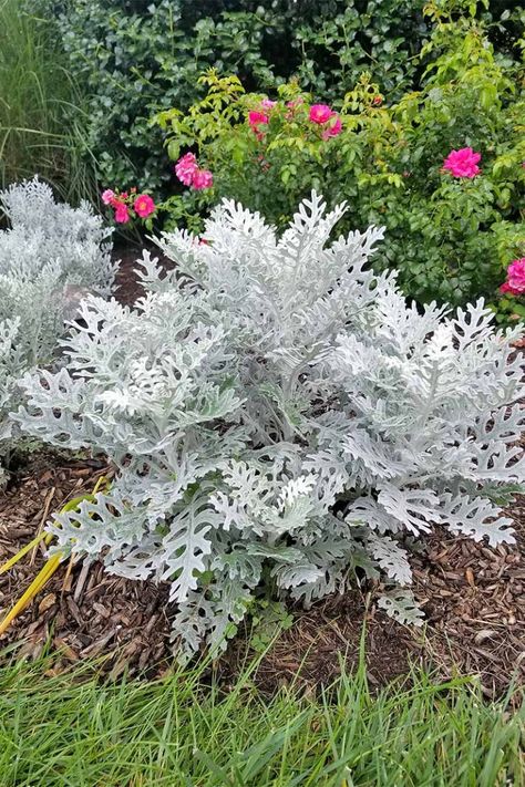 Whether you're looking to add a high-contrast focal point or a softer accent to garden beds and containers, dusty miller is for you! Learn how to grow your own now on Gardener's Path. Silver Plants, Flower Garden Plans, Dusty Miller, Cut Flower Garden, Moon Garden, Beautiful Flowers Garden, Garden Yard Ideas, Garden Accents, White Gardens