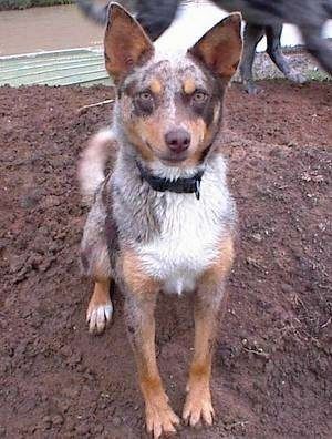 Koolie Dog, Working Dog Breeds, Dog Breeds Pictures, Working Dogs Breeds, Best Guard Dogs, All Breeds Of Dogs, Blue Heelers, Rare Dog Breeds, Bulldog Puppies For Sale