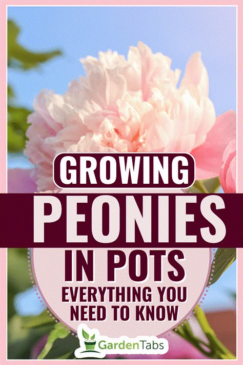 Planting Peonies In Pots, Peony Bulbs Planting, Good Flowers For Pots, Planting Peonies In Spring, How To Grow Peonies In A Pot, Peony Bush Front Yards, Peony Care Tips How To Grow, Growing Peonies In Pots, Peonies In Containers