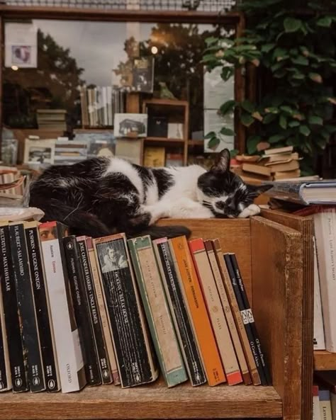 Bookstore Cats, Cats Books, Bookstore Cafe, Cats And Books, Pile Of Books, Book Photos, Photographie Portrait Inspiration, Cat Books, Cat Cafe