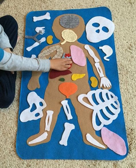 Vetenskapliga Experiment, Kid Science, Science Toys, Felt Board, Toddler Learning Activities, Montessori Activities, Human Anatomy, Science For Kids, Preschool Learning