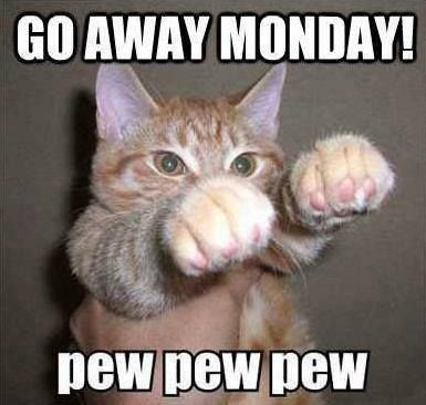 Go Away Monday Pictures, Photos, and Images for Facebook, Tumblr, Pinterest, and Twitter Monday Humor, Funny Animal Jokes, Funny Cat Memes, Funny Cat Pictures, Funny Animal Memes, Animal Jokes, E Card, Grumpy Cat, Laughter Is The Best Medicine