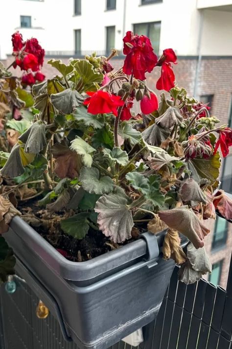 How To Save Potted Geraniums Indoors - Keep Your Geraniums! Geraniums Indoors, Growing Geraniums, Potted Geraniums, Hardy Geranium, Red Geraniums, Overwintering, Garden Care, Dark Places, Yellow Leaves