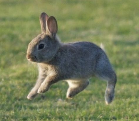 Bunny Photo, Bunny Pose Reference, Bunny Running, Rabbit Standing, Leaping Rabbit, Bunny Poses, Holding Rabbit Pose Reference, Rabbits Cute, Rabbit Hopping