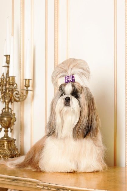 Foto shih tzu con cabello largo en un he... | Premium Photo #Freepik #photo #perro-peludo #perros-graciosos #perro #perro-feliz Shihtzu Wallpaper Aesthetic, Shih Tzu Wallpaper Iphone, Shih Tzu Snap, Dog Aesthetic Shih Tzu, Shih Tzu Sticker, My Melody, Shih Tzu, Premium Photo