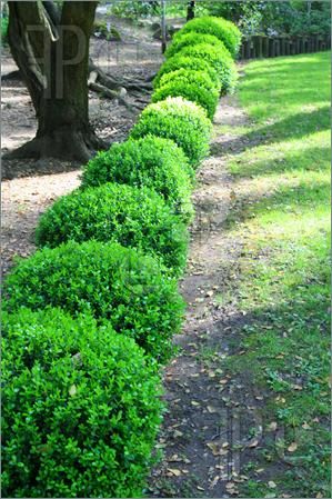 Border of boxwoods Winter Gem Boxwood, Boxwood Shrubs, Shrubs For Borders, Japanese Boxwood, Boxwood Landscaping, Potting Ideas, Box Wood Shrub, Boxwood Garden, Garden Border