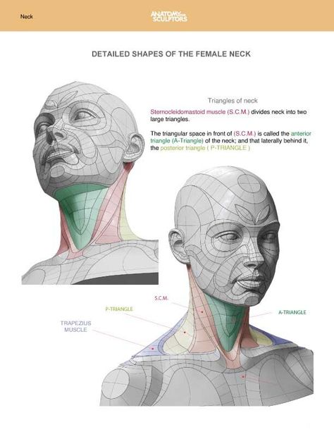 Neck Anatomy Drawing, Neck Anatomy, Anatomy For Sculptors, Anatomy Head, Neck Drawing, Human Anatomy For Artists, Head Anatomy, Facial Anatomy, Face Anatomy