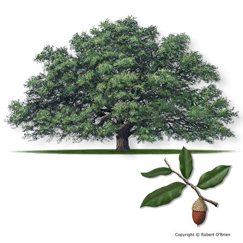 Live Oak  Quercus virginiana   Secondary Names: Coast Live Oak Live Oak Tree Tattoo, Best Shade Trees, Tattoo Leaves, Texas Trees, Live Oak Tree, Tree With Leaves, Fossil Creek, Oak Tree Tattoo, Live Oak Trees