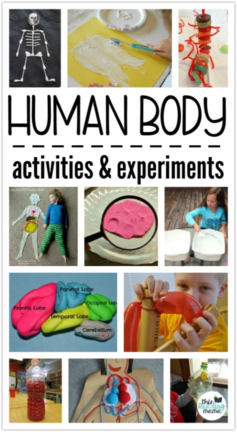 Human Body Activities and Experiments for Kids - a collection by This Reading Mama Human Body Homeschool, Human Body Unit Study, Human Body Projects, Body Preschool, Human Body Science, Human Body Activities, Body Science, Human Body Unit, Body Study