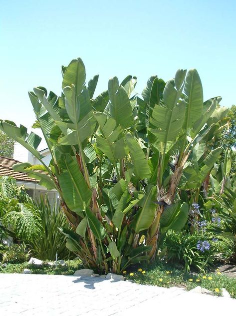 Giant White Bird of Paradise (Strelitzia nicolai) Bird Of Paradise Outdoor, White Bird Of Paradise Landscaping, Bird Of Paradise Garden Design, White Bird Of Paradise, Bird Of Paradise Plant Landscape, White Bird Of Paradise Plant Outdoor, White Bird Of Paradise Plant, White Bird Of Paradise Plant Landscape, Giant Bird Of Paradise In Pot