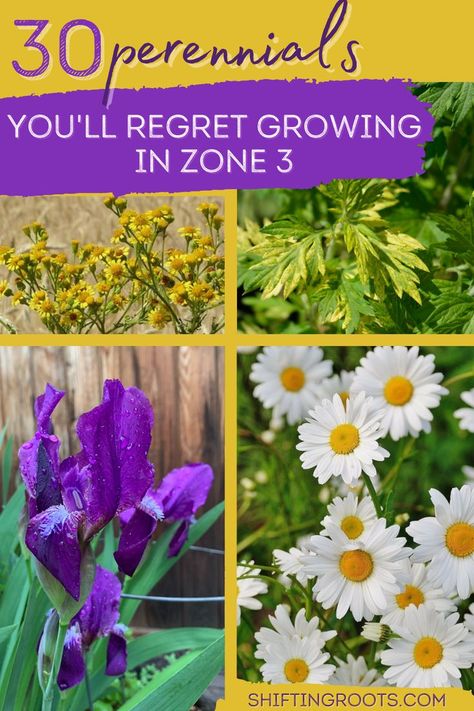 Every gardener has planted a perennial only to have it take over the garden 3 years later. Learn about the perennials you'll most regret growing in your Zone 3 garden here! Zone 3 Gardening, Off The Grid Cabin, Annual Flower Beds, Dahlia Flower Garden, Full Sun Landscaping, Shade Annuals, Full Sun Garden, Sustainable Landscape, Perennial Garden Plans