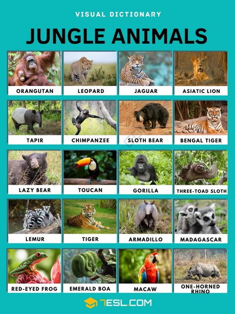 Animal In Jungle, Jungle Animals Pictures, Animals Name List, Animals In The Jungle, Red Eyed Frog, Jungle Pictures, Animals List, Animals Name In English, Asiatic Lion