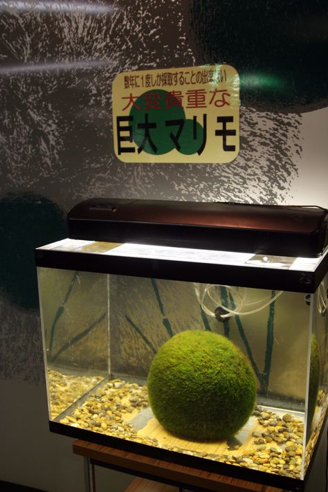 Moss Ball Pet Terrarium, Marimo Moss Ball Aquarium, Moss Ball Aquarium, Marimo Moss Ball Terrarium, Japanese Moss Balls, Marimo Moss, Marimo Moss Ball, Moss Ball, Final Boss