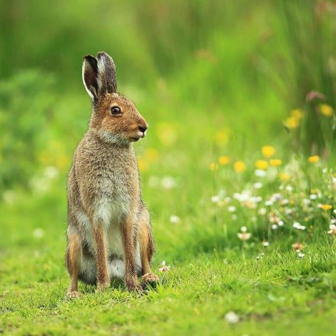 10 amazing animal species native to Ireland Irish Animals, Irish Hare, Ireland Facts, Hare Animal, Irish Elk, Connemara Pony, Wolf Book, Historic Restoration, National Animal